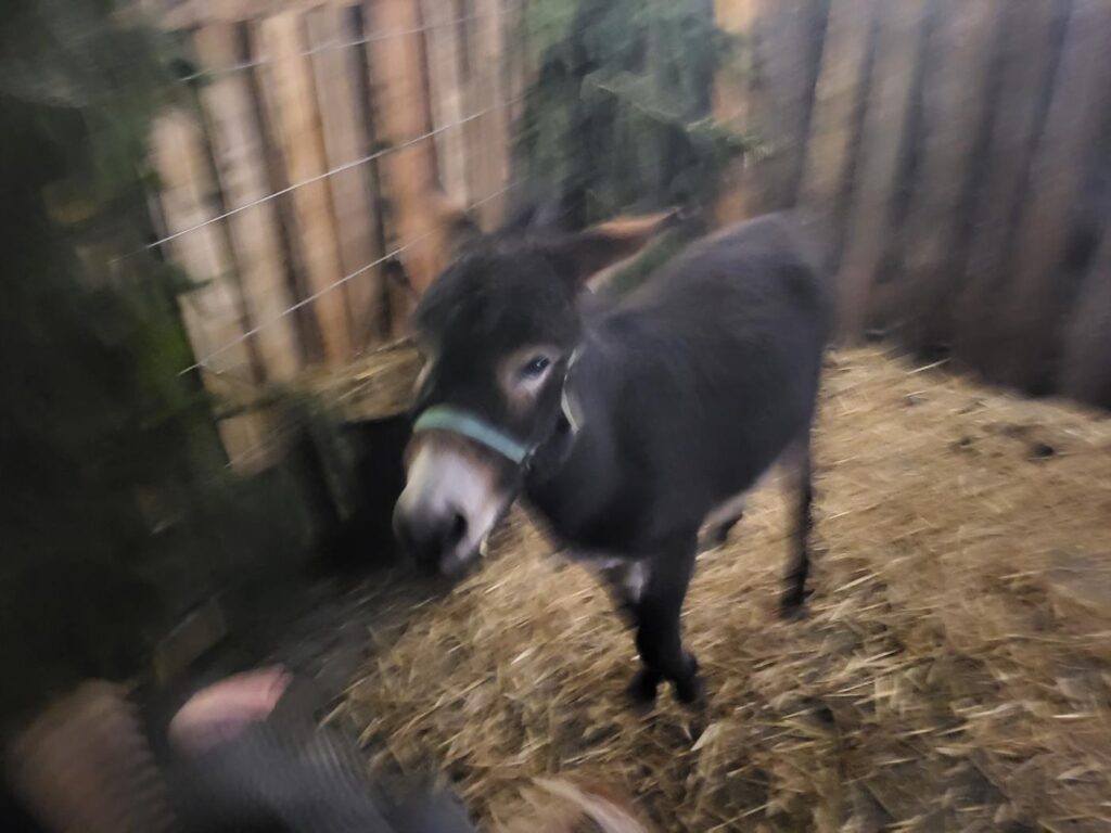 Jarmark świąteczny w Pietrowicach Wielkich - Vlog Steina