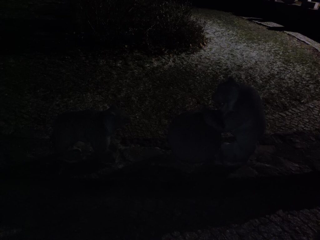 Szlak niedźwiadków Wisła - Vlog steina