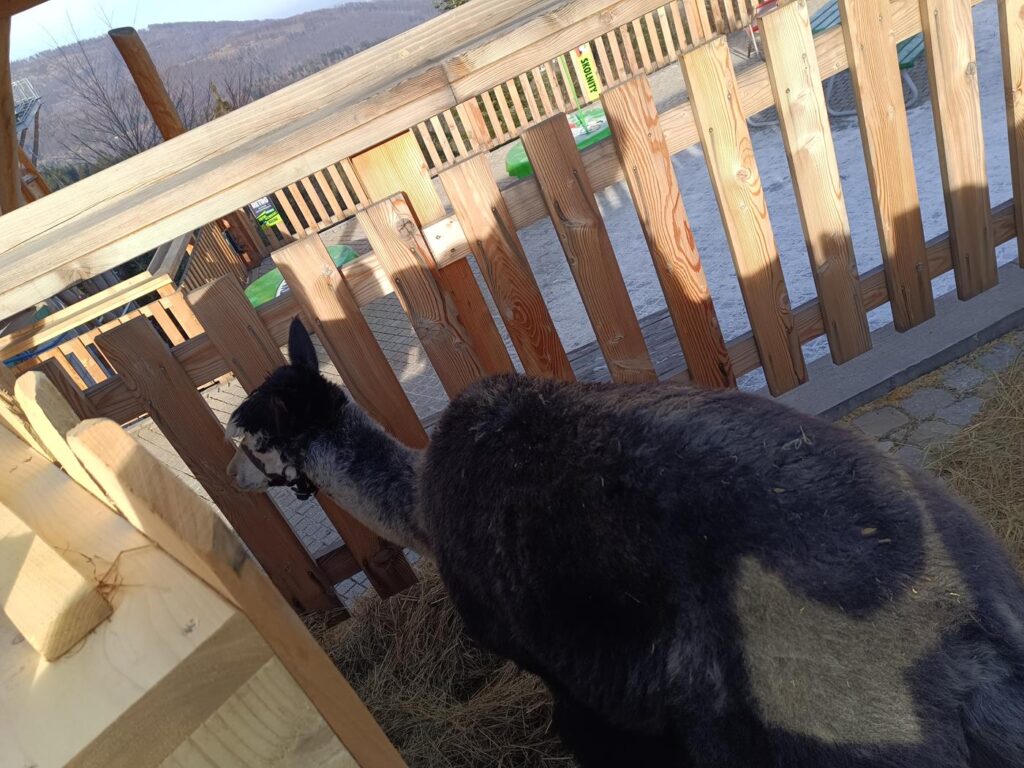 Wisła Skolnity - stok narciarski w wiśle - Vlog Steina