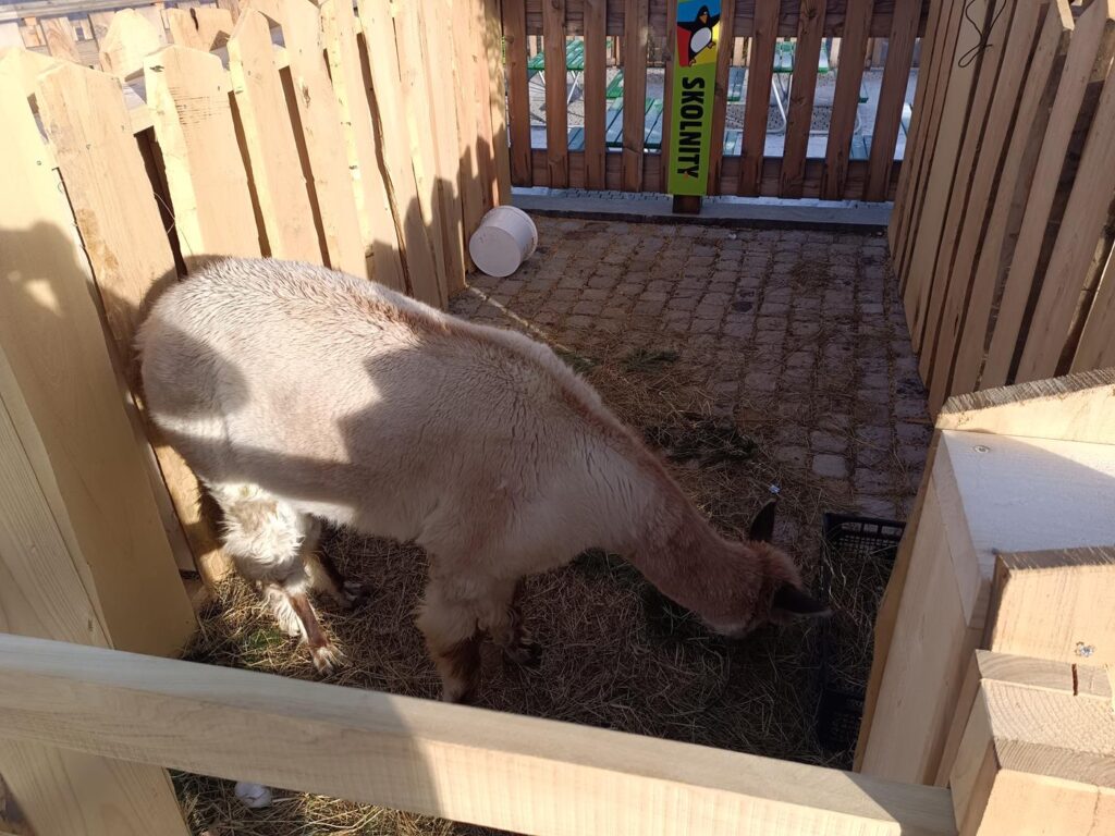 Wisła Skolnity - stok narciarski w wiśle - Vlog Steina