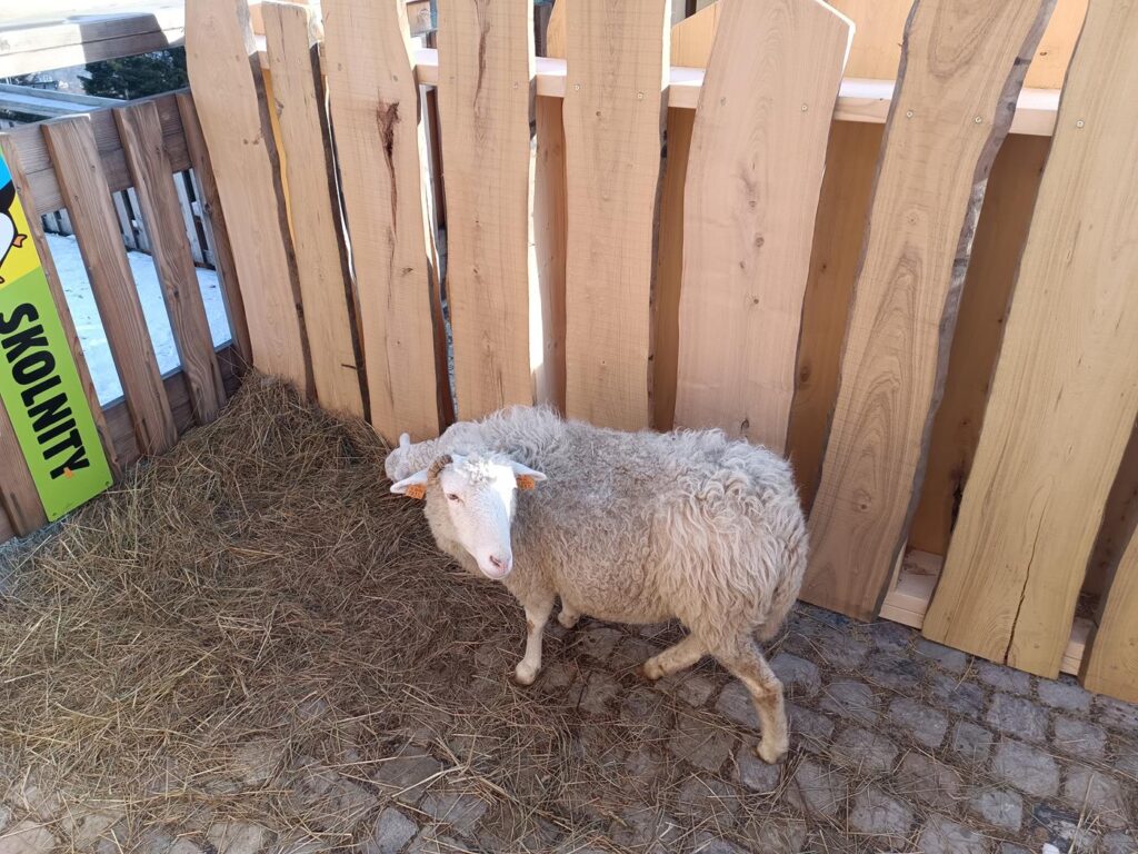 Wisła Skolnity - stok narciarski w wiśle - Vlog Steina