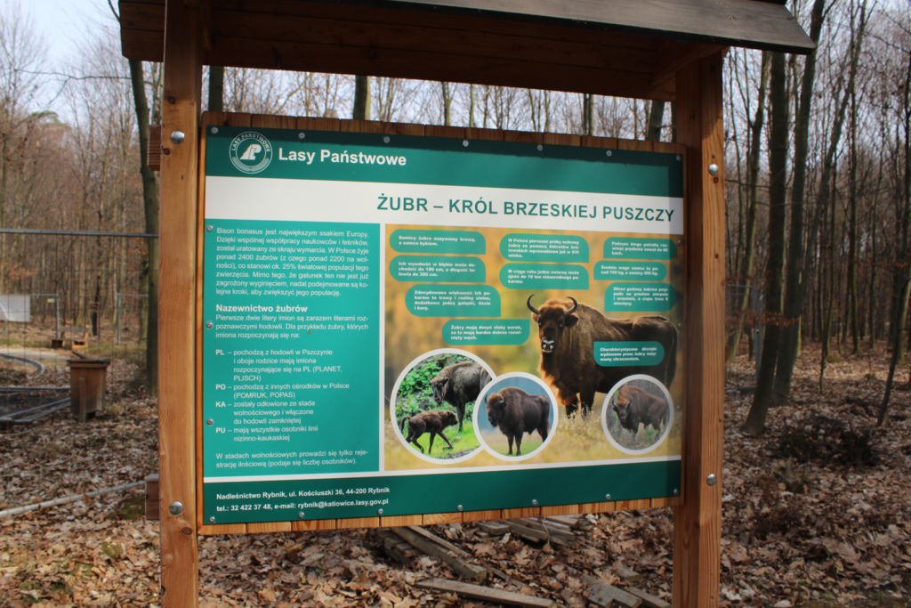 Zagroda żubrów Racibórz - Vlog Steina
