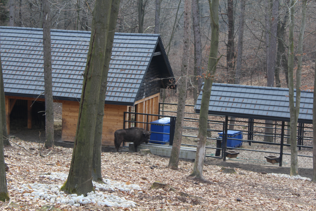 Zagroda żubrów Racibórz - Vlog Steina