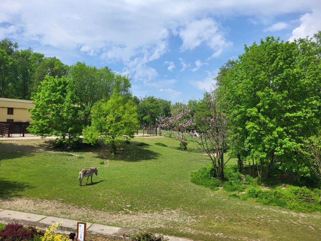 zoo w ostrawie - Vlog Steina