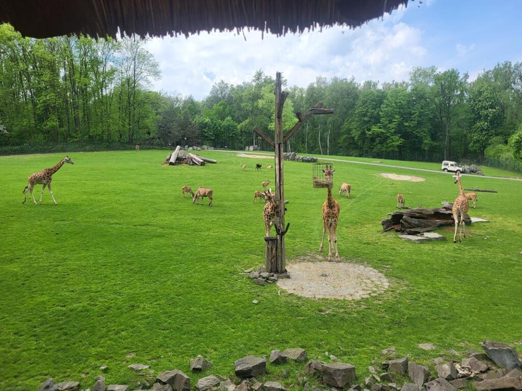 zoo w ostrawie - Vlog Steina