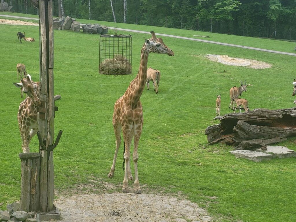 zoo w ostrawie - Vlog Steina