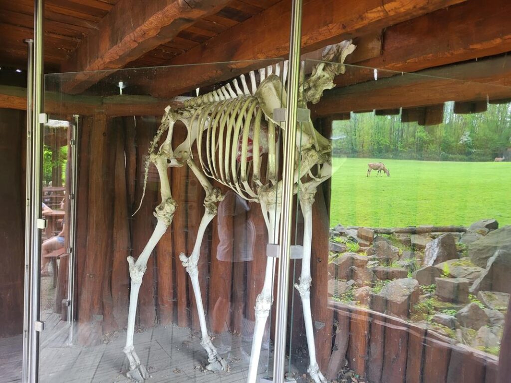 zoo w ostrawie - Vlog Steina