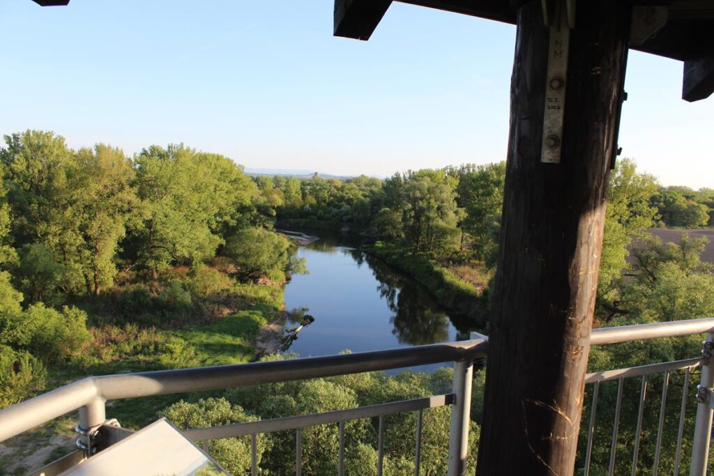 Graniczne Meandry Odry - wieża widokowa - vlog steina