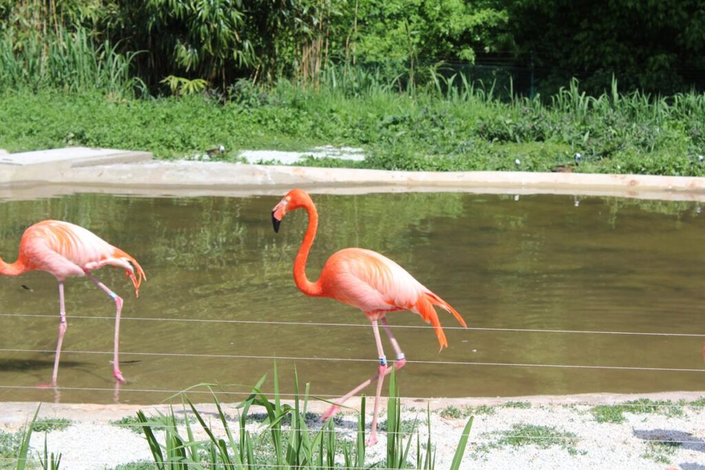 zoo w ostrawie - Vlog Steina