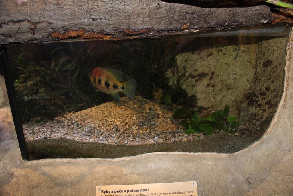 zoo w ostrawie - Vlog Steina