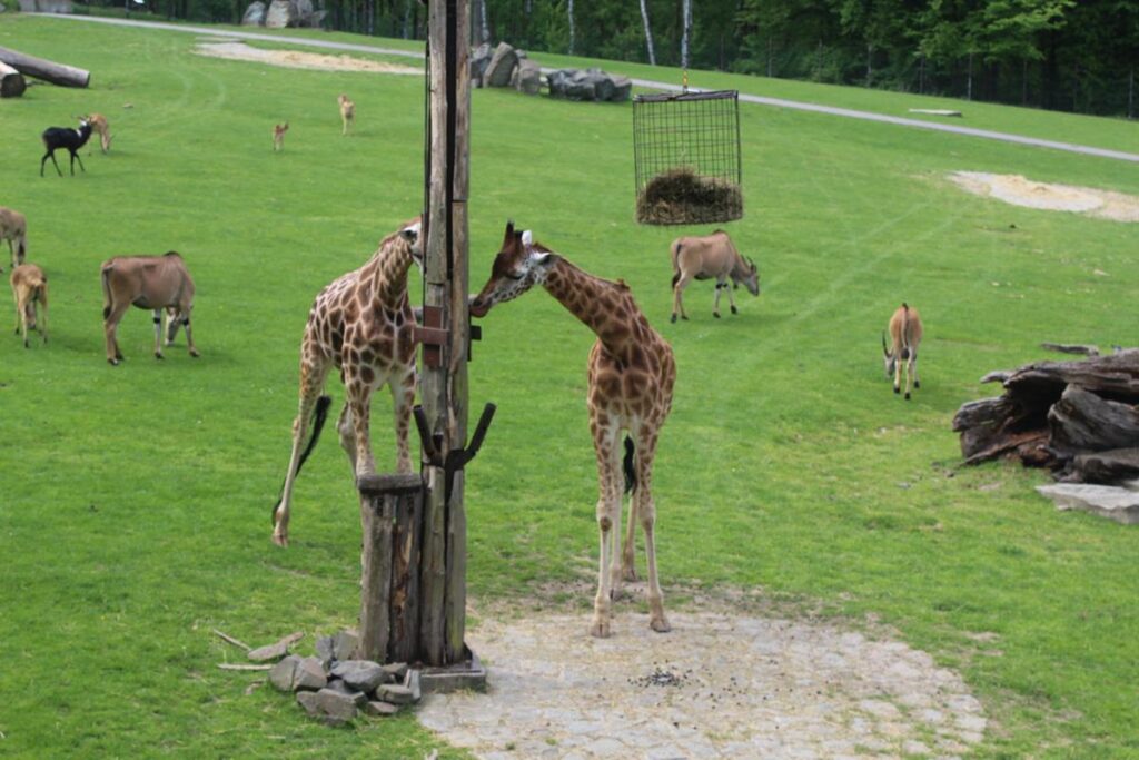 zoo w ostrawie - Vlog Steina