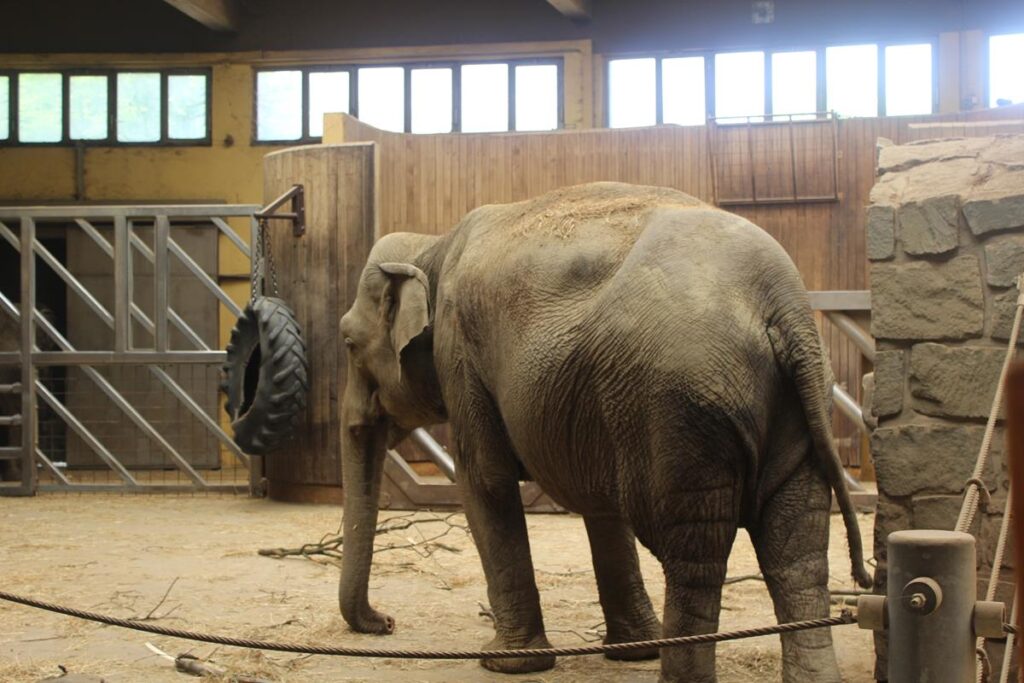 zoo w ostrawie - Vlog Steina