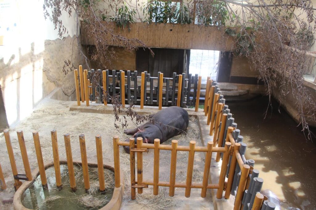 zoo w ostrawie - Vlog Steina