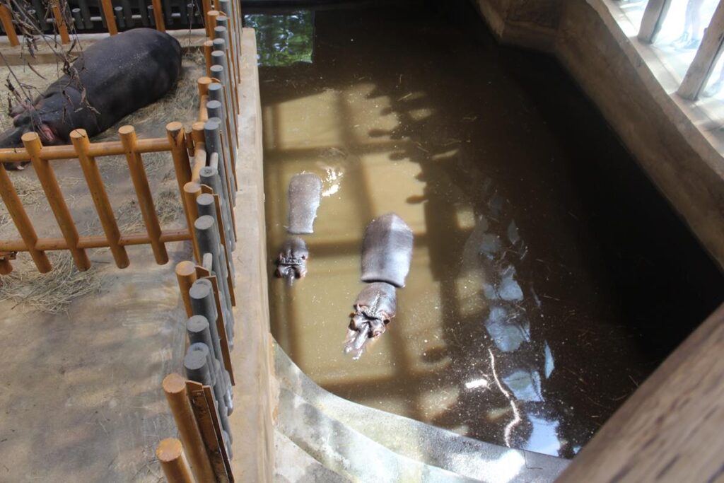 zoo w ostrawie - Vlog Steina