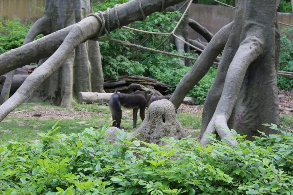 zoo w ostrawie - Vlog Steina