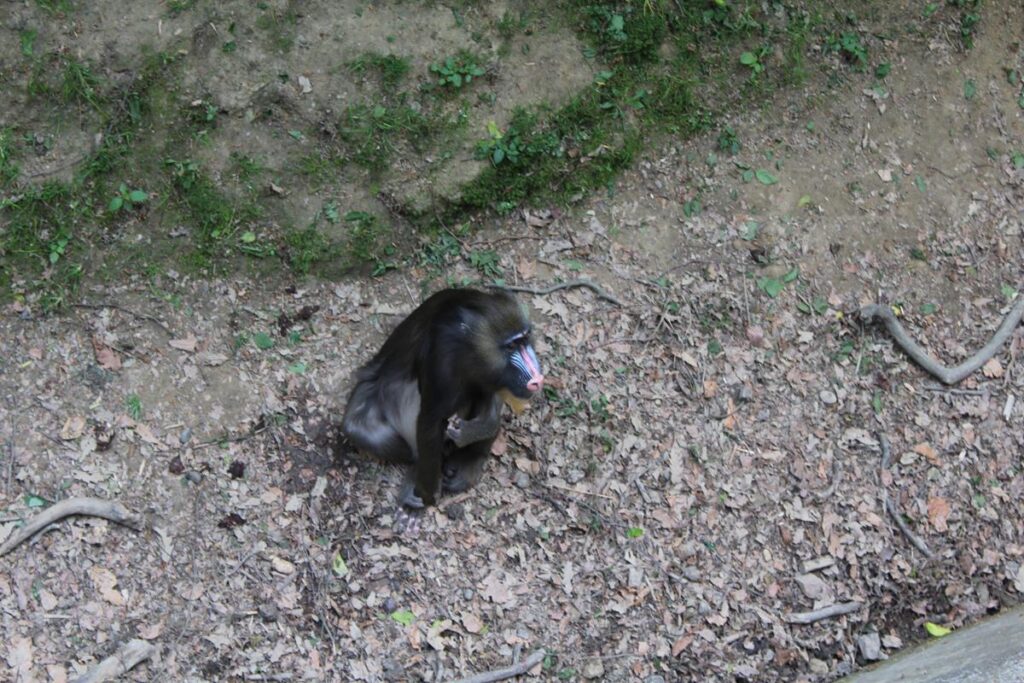 zoo w ostrawie - Vlog Steina