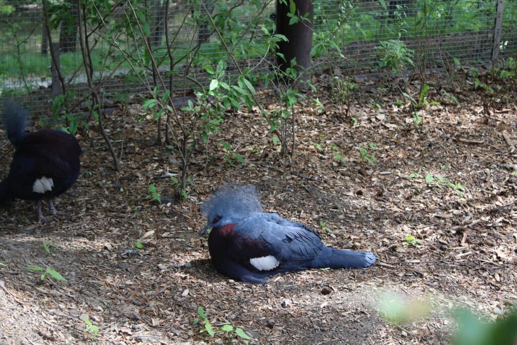 zoo w ostrawie - Vlog Steina