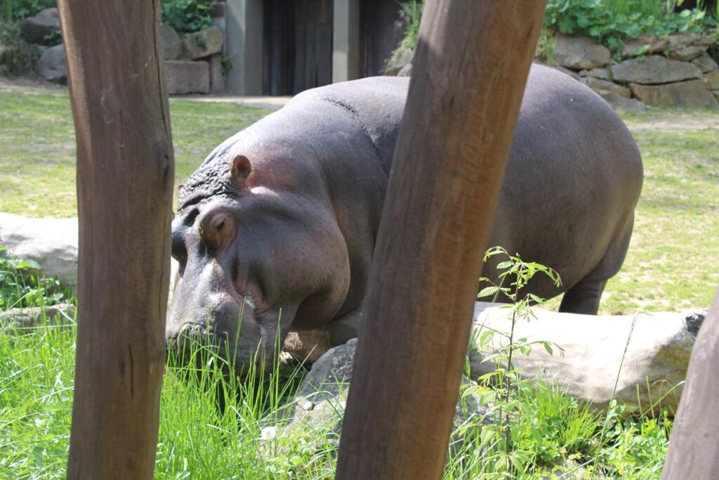 zoo w ostrawie - Vlog Steina
