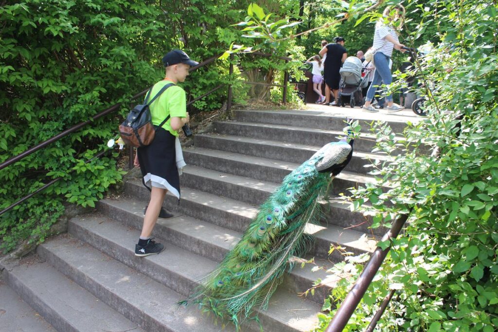 zoo w ostrawie - Vlog Steina