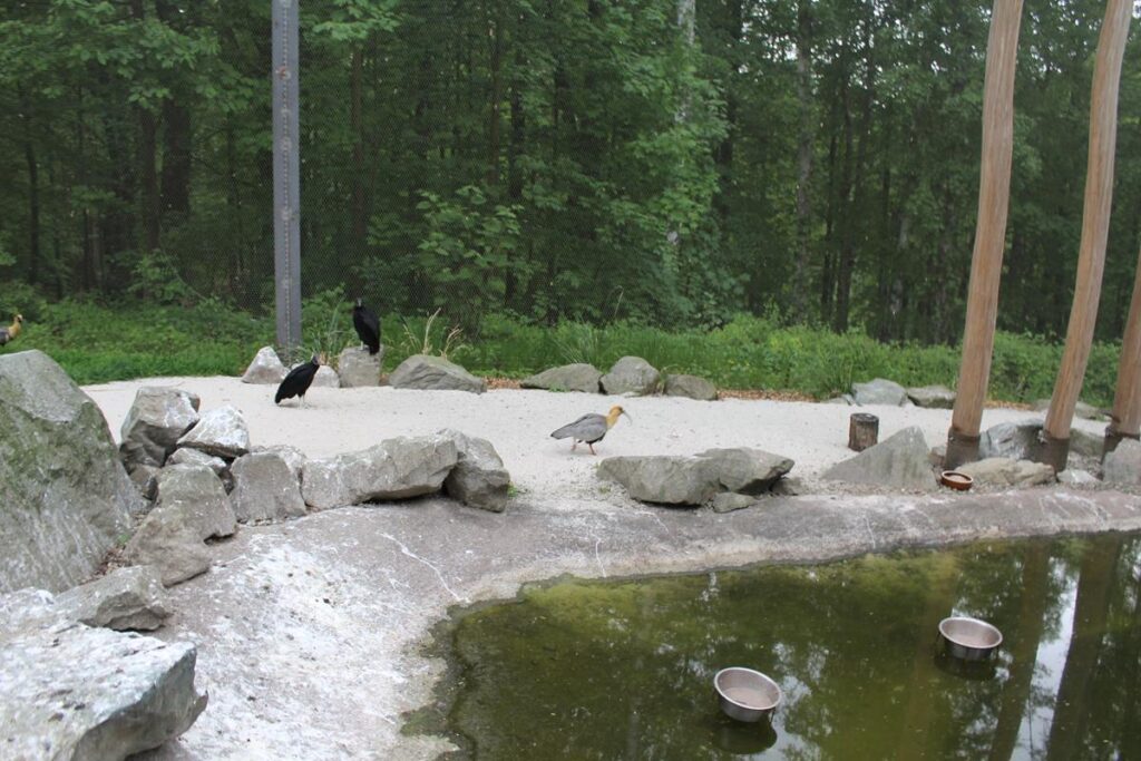 zoo w ostrawie - Vlog Steina