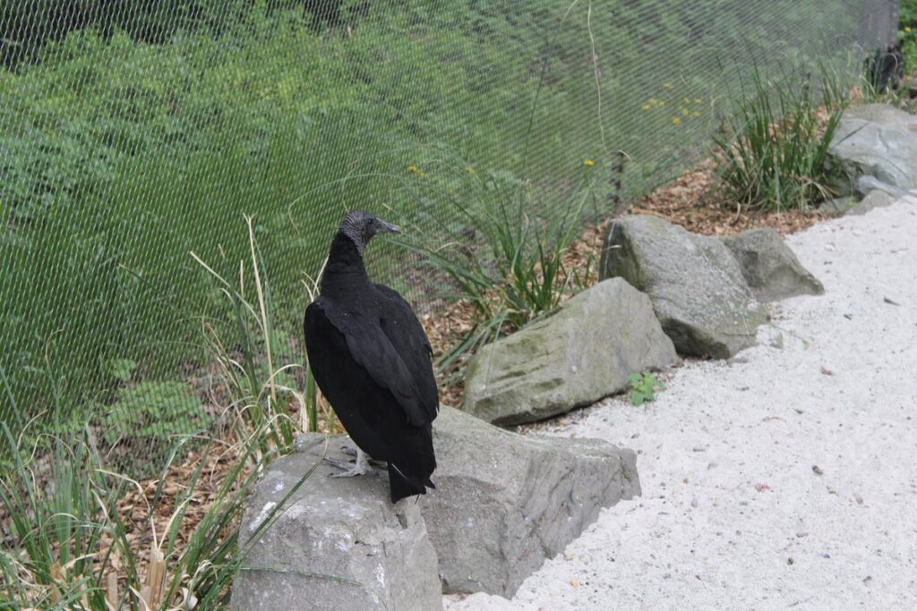 zoo w ostrawie - Vlog Steina