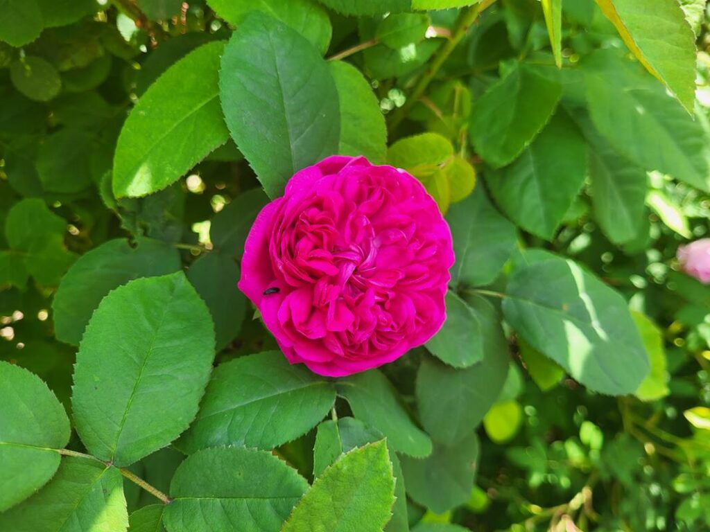 Arboretum Bramy Morawskiej - Obora w Raciborzu, zaczarowany ogród // Vlog Steina