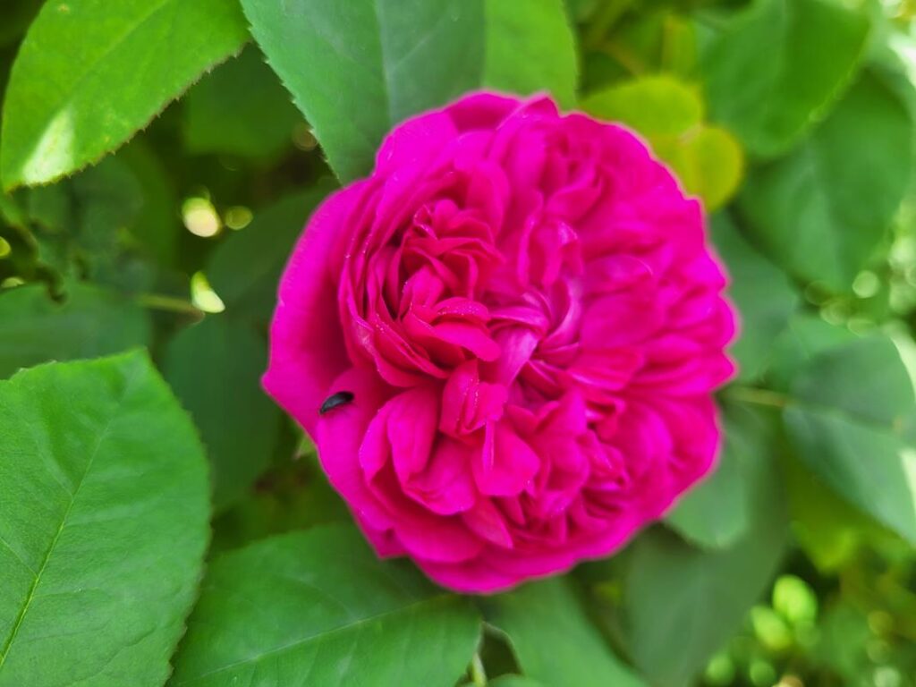 Arboretum Bramy Morawskiej - Obora w Raciborzu, zaczarowany ogród // Vlog Steina