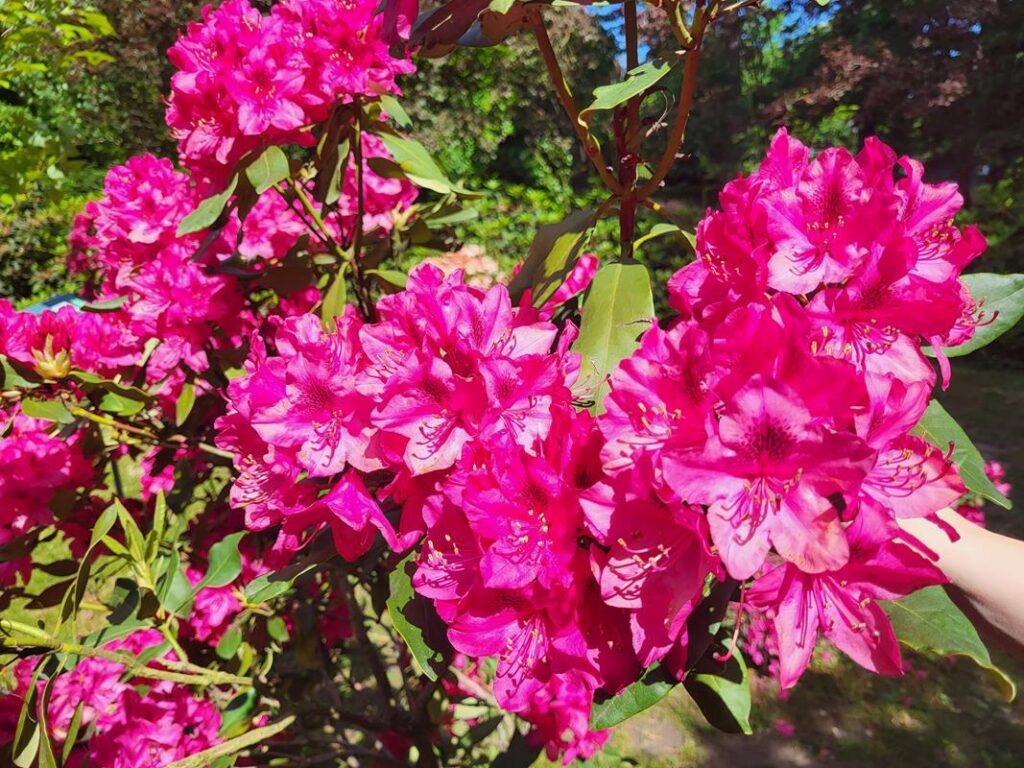 Arboretum Bramy Morawskiej - Obora w Raciborzu, zaczarowany ogród // Vlog Steina