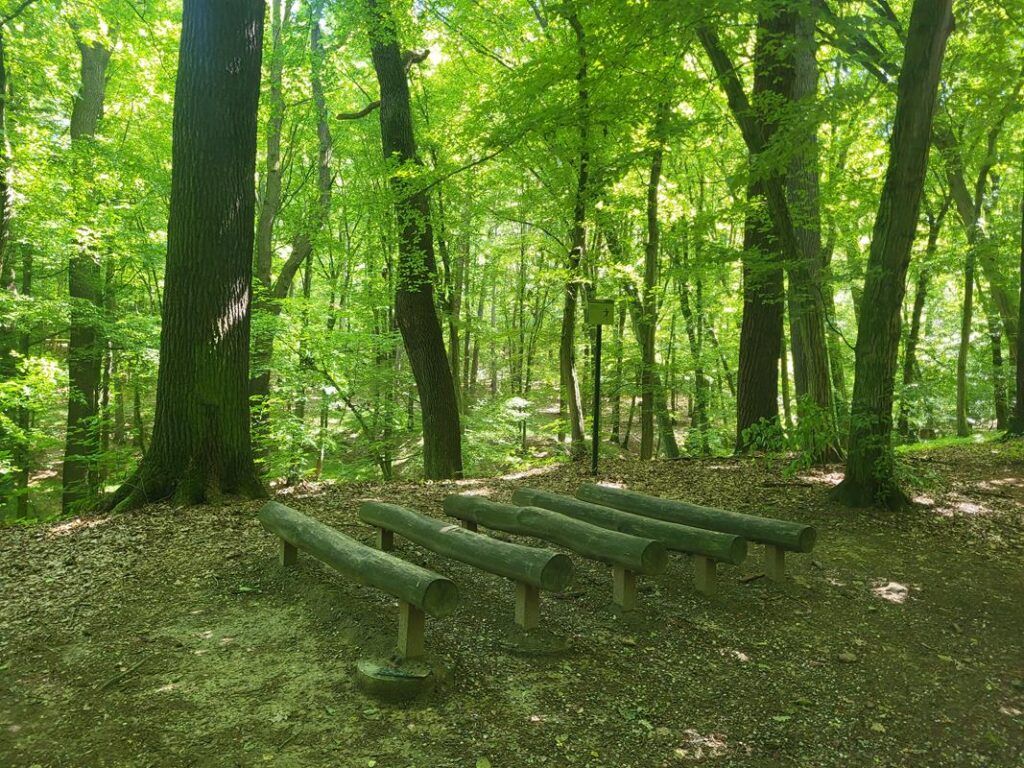 Arboretum Bramy Morawskiej - Obora w Raciborzu // Vlog Steina