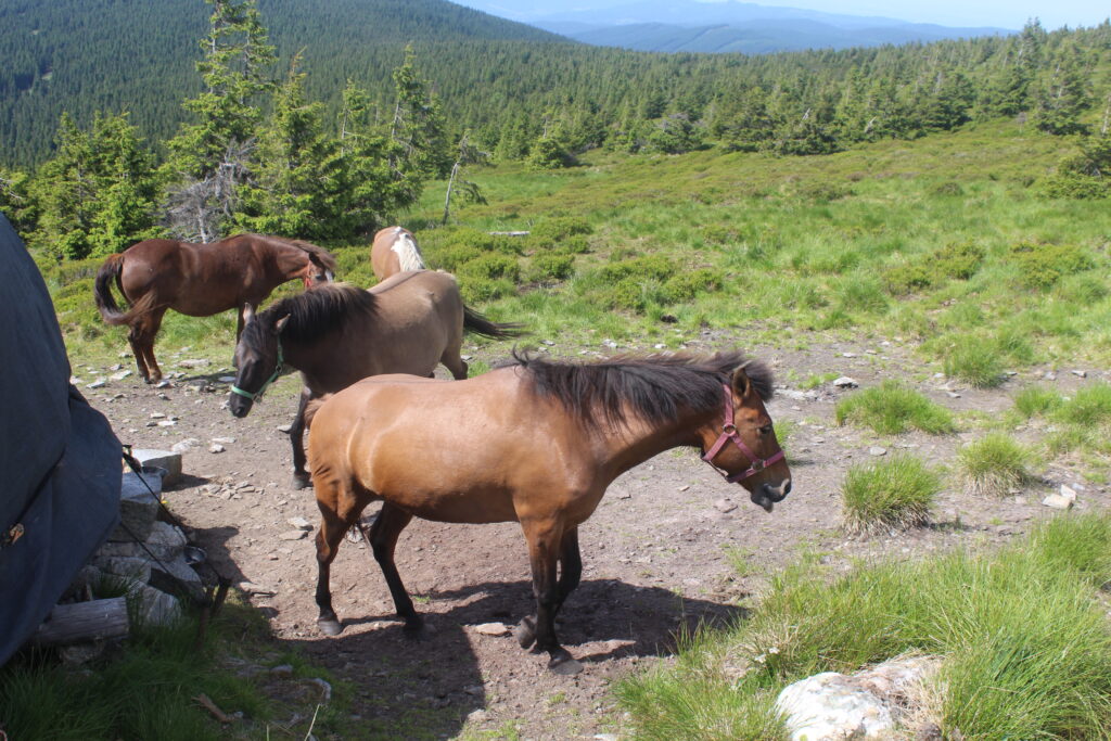 Szlakiem białej Opawy na szczyt góry pradziad w czechach - vlog steina