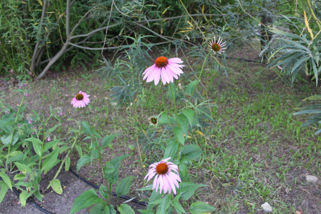 Geosfera w Jaworznie - Vlog podróżniczy Steina