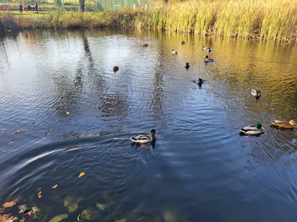 Nowe molo przystań w Krowiarkach - Vlog podróżniczy steina