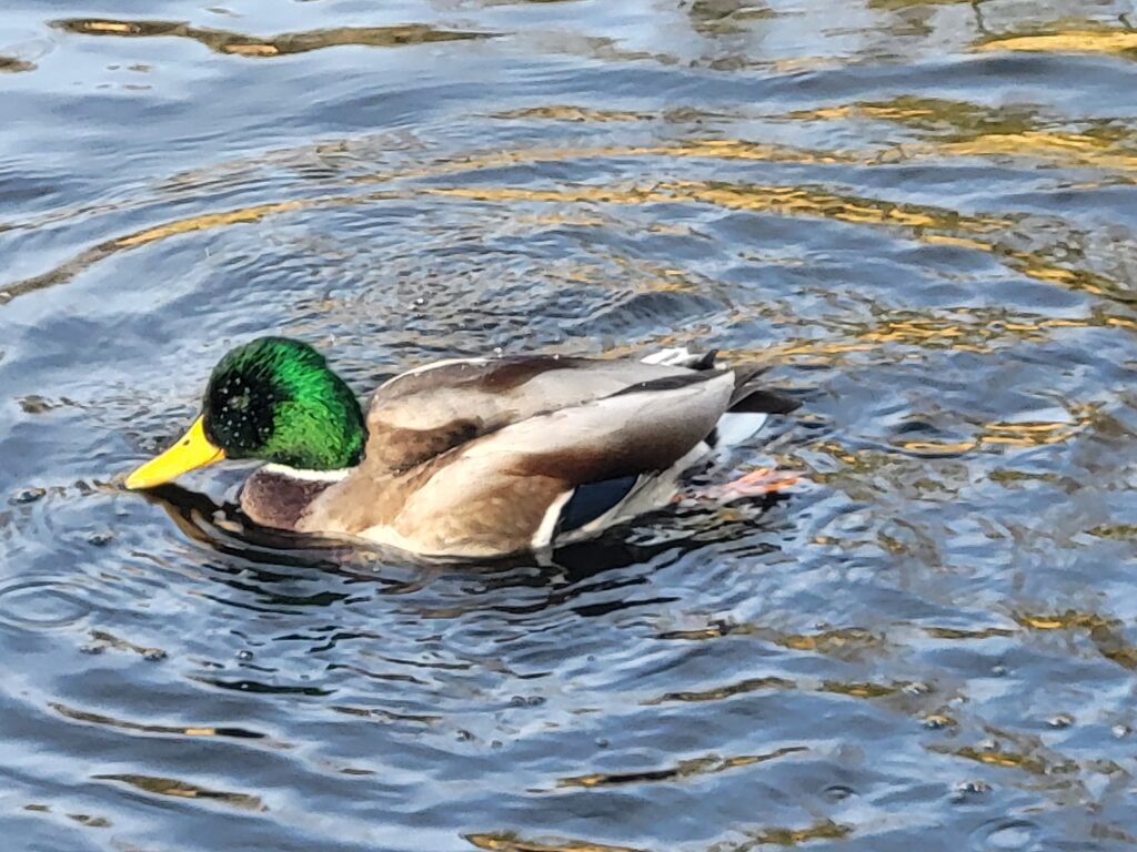 Nowe molo przystań w Krowiarkach - Vlog podróżniczy steina