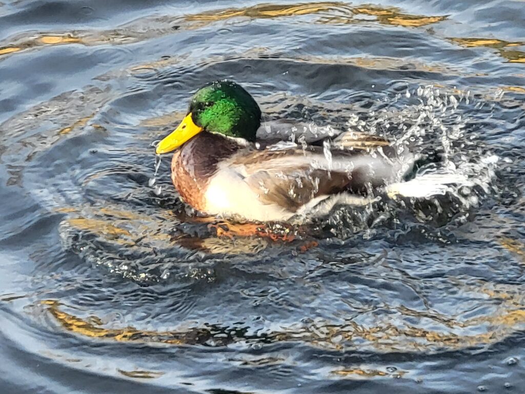 Nowe molo przystań w Krowiarkach - Vlog podróżniczy steina