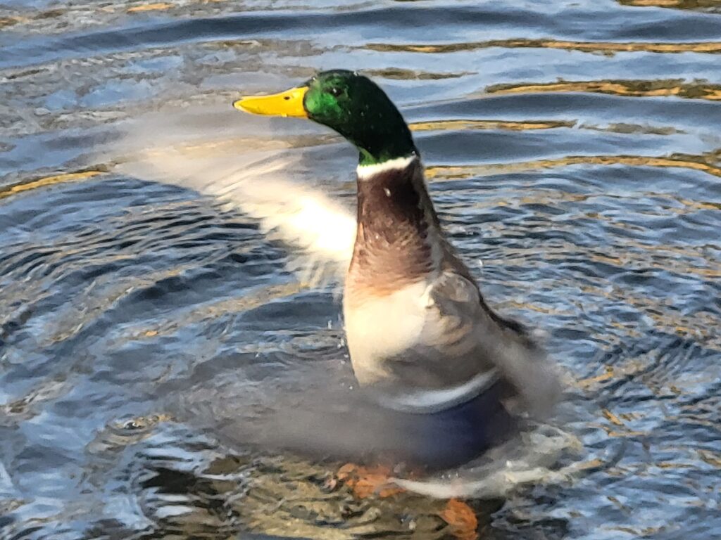 Nowe molo przystań w Krowiarkach - Vlog podróżniczy steina