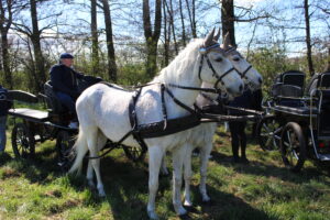 Procesja konna w Pietrowicach Wielkich - 2026 Vlog podróżniczy Steina