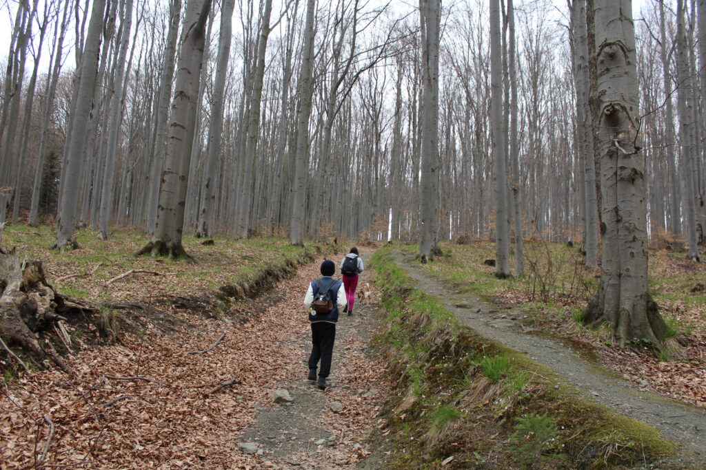 Szlag górski na Pricny Vrch najwyższy szczyt gór opawskich. Taborskie skały, Hornicke skały