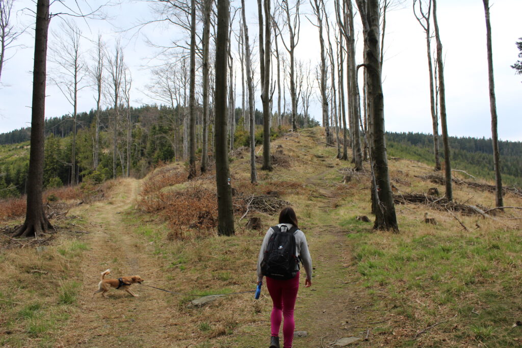 Szlag górski na Pricny Vrch najwyższy szczyt gór opawskich. Taborskie skały, Hornicke skały