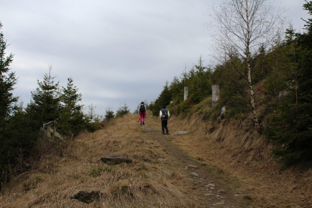 Szlag górski na Pricny Vrch najwyższy szczyt gór opawskich. Taborskie skały, Hornicke skały