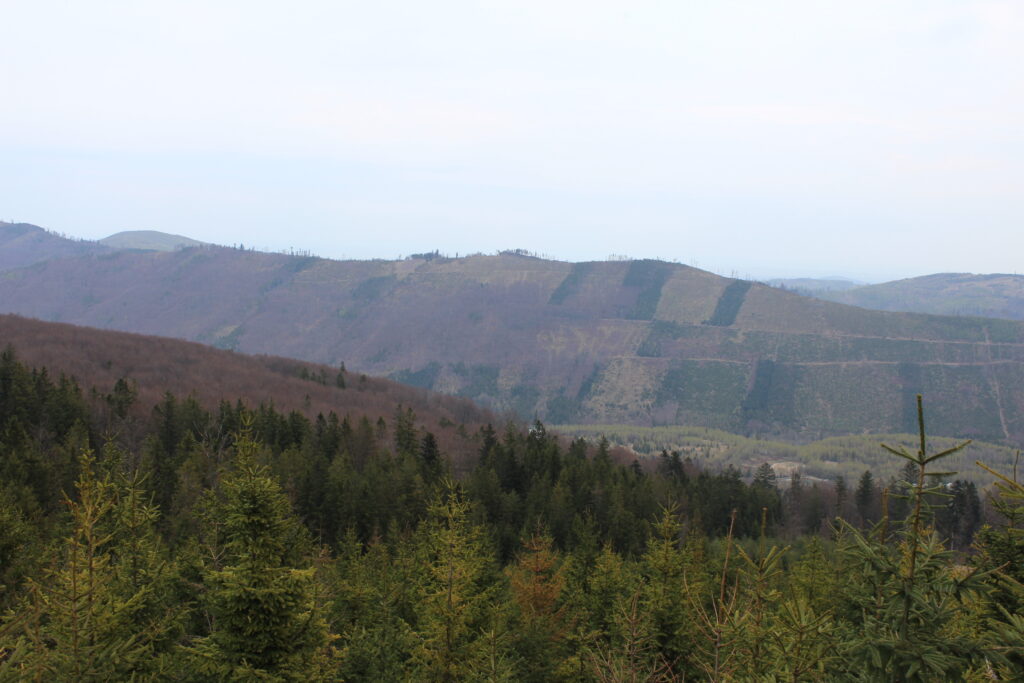 Szlag górski na Pricny Vrch najwyższy szczyt gór opawskich. Taborskie skały, Hornicke skały