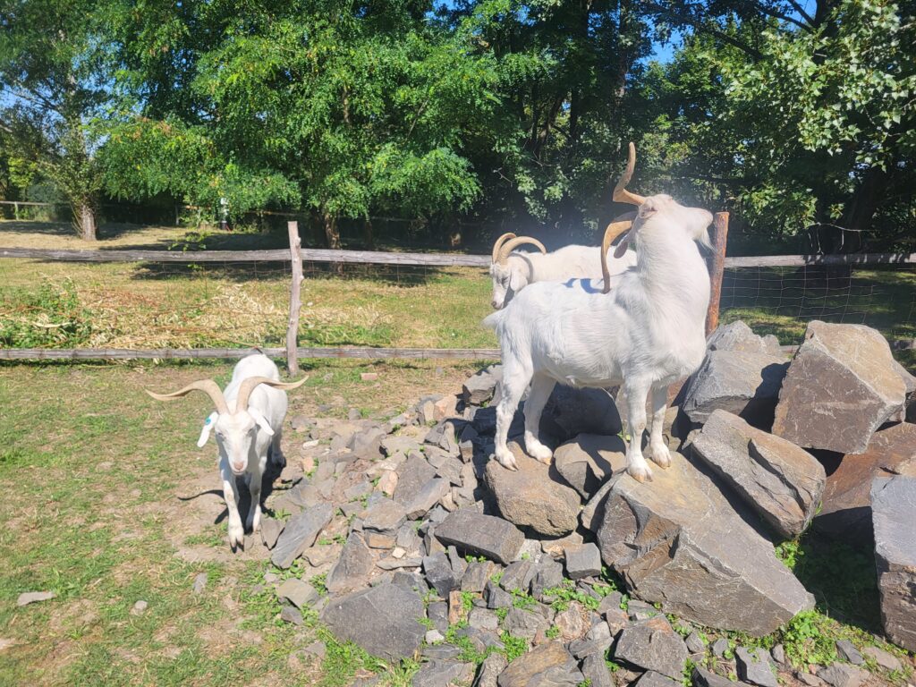 Dino Park w Ostrawie - idziemy zobaczyć wszystkie atrakcje i interaktywne dinozaury! Vlog Steina