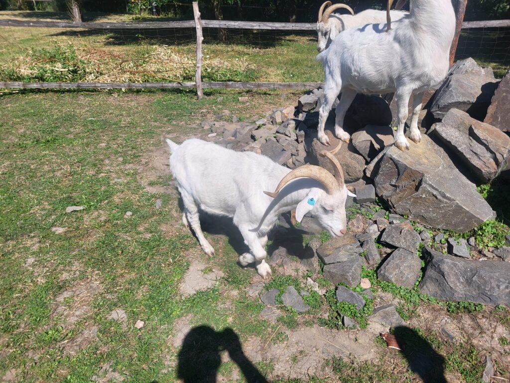 Dino Park w Ostrawie - idziemy zobaczyć wszystkie atrakcje i interaktywne dinozaury! Vlog Steina